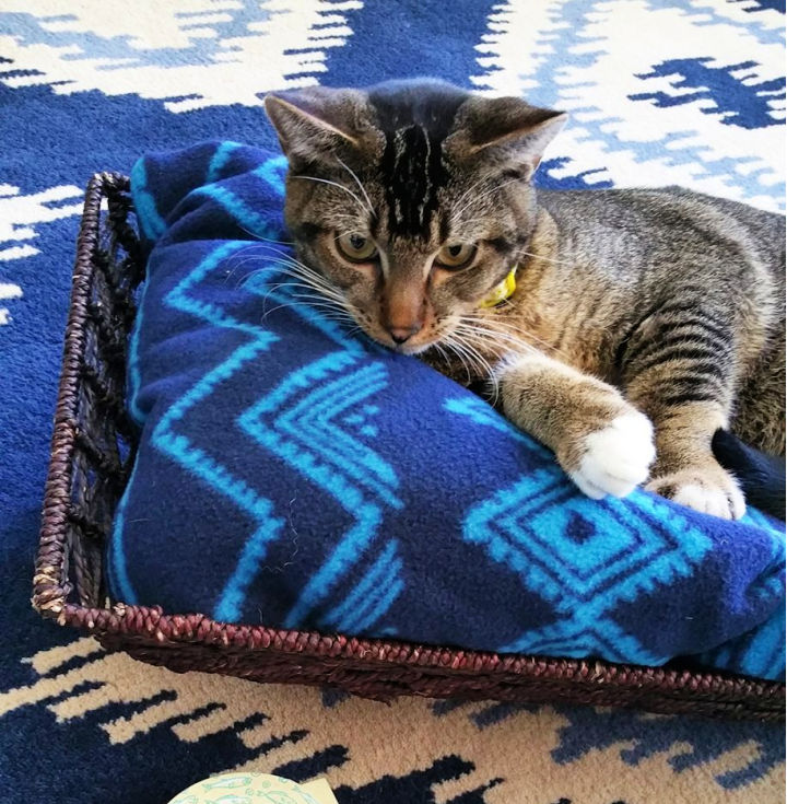 25 DIY Cat Bed Ideas You Can Make Suite 101