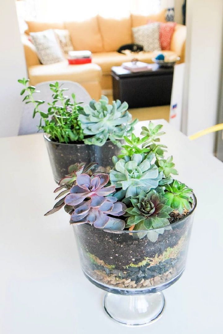 25 DIY Succulent Planter Ideas for Indoor and Outdoor