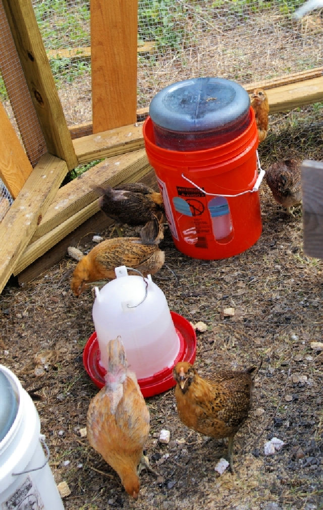 35 Homemade DIY Chicken Feeder Ideas - Suite 101