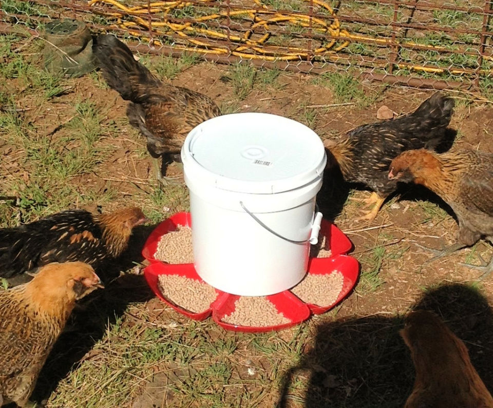 35 Homemade DIY Chicken Feeder Ideas - Suite 101