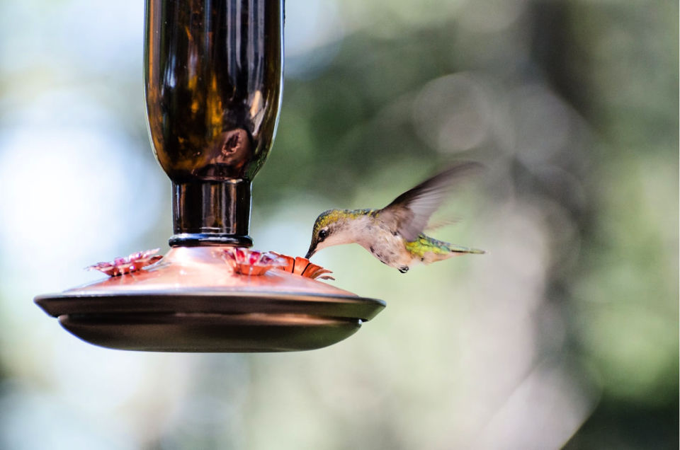 30 Homemade DIY Hummingbird Feeder Ideas Suite 101