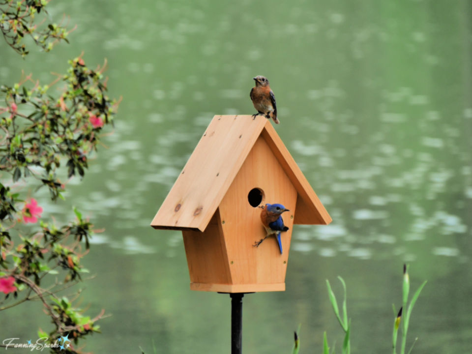 60 Free DIY Birdhouse Plans (Step by Step) - Suite 101