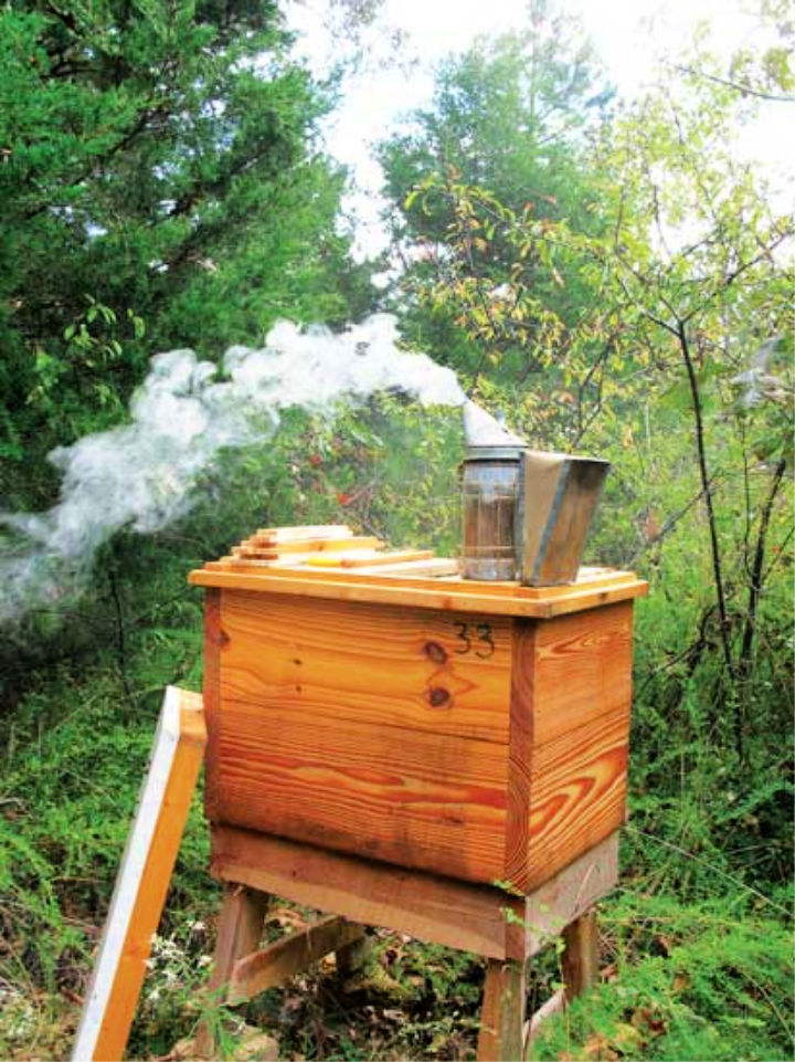25 Free DIY Beehive Plans to Build Your Own Bee Box