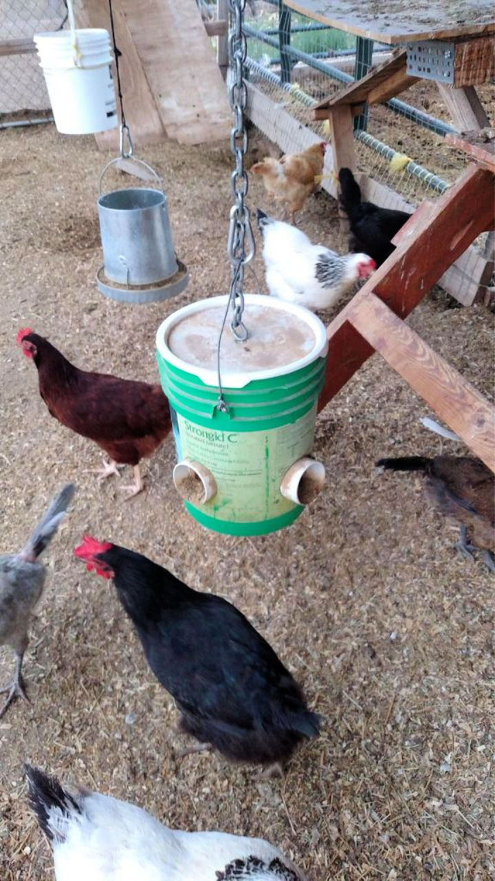 Homemade Diy Chicken Feeder Ideas Suite