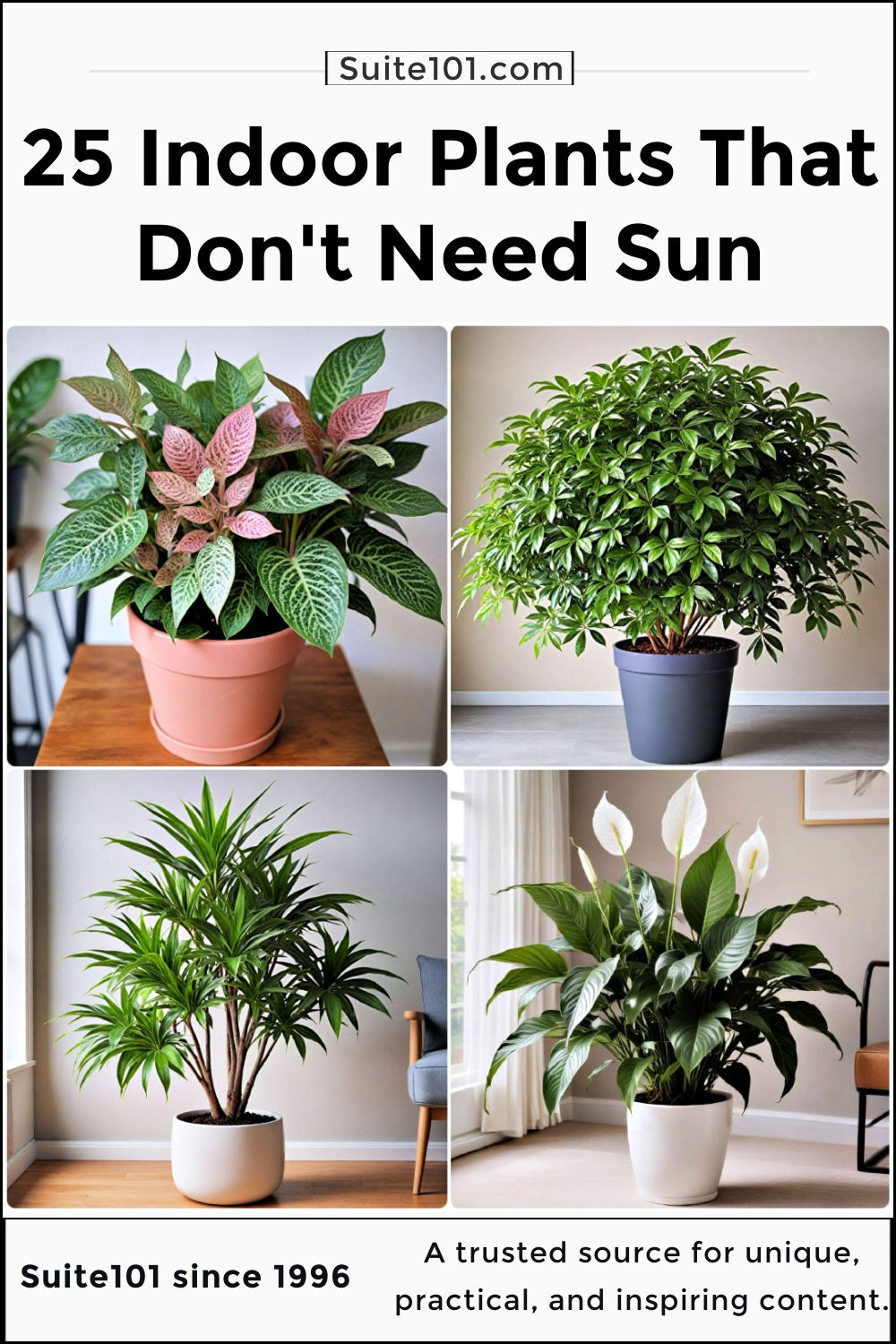 25 Indoor Plants That Don't Need Direct Sunlight